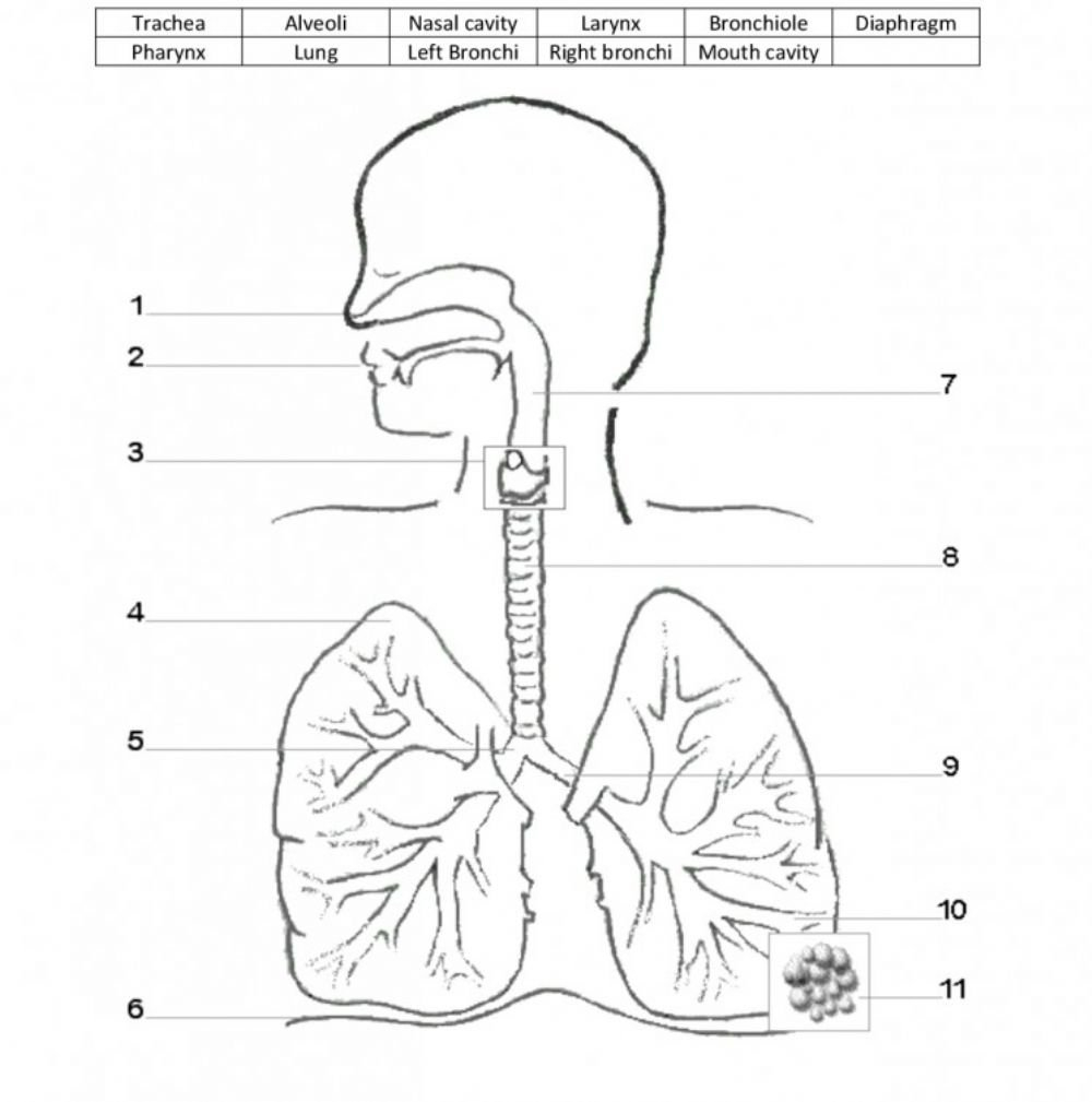 Respiratory System Worksheet For Respiratory System Worksheet
