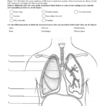 Respiratory System Worksheet With Respiratory System Worksheet