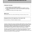 Restriction Enzyme Digestion Lab For Restriction Enzyme Worksheet Answers