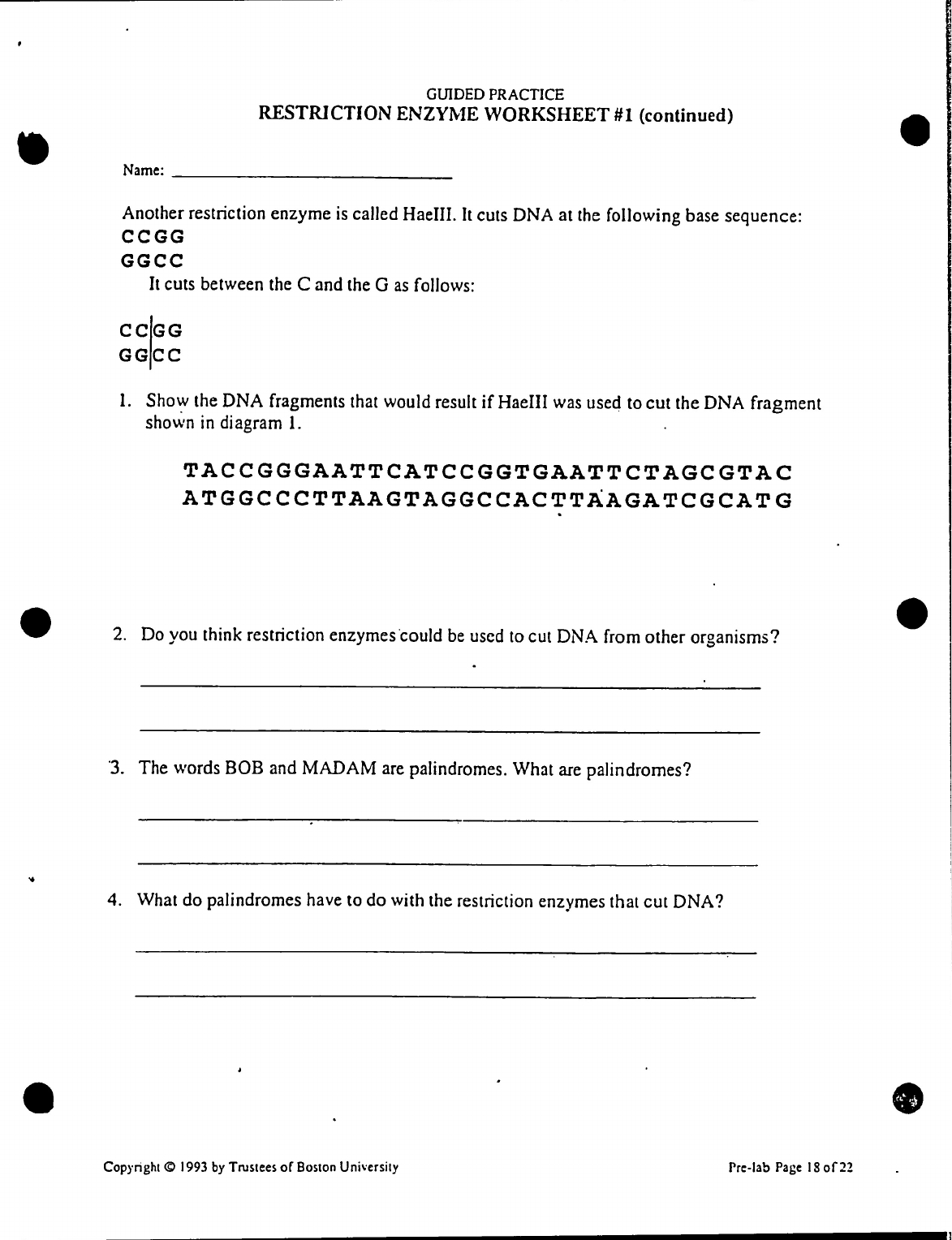 Restriction Enzyme Worksheet  Practice Restriction Enzyme Worksheet Also Restriction Enzyme Worksheet Answers