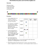 Restriction Enzymes And Gel Electrophoresis Within Restriction Enzyme Worksheet