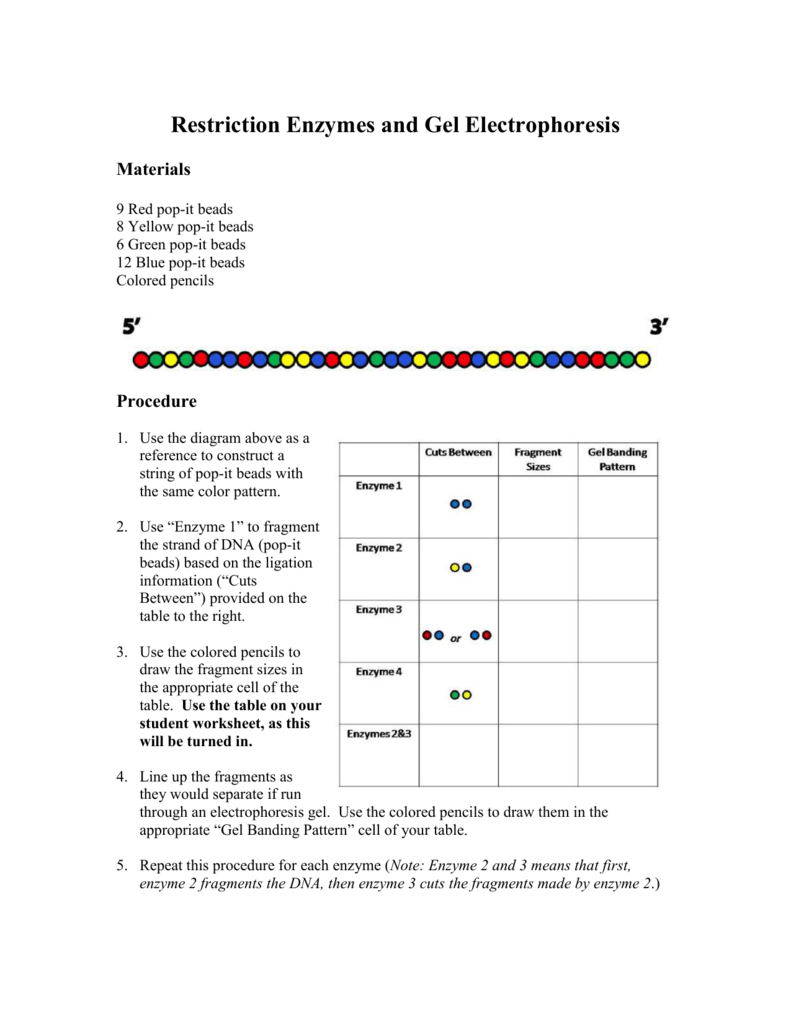 Restriction Enzymes And Gel Electrophoresis Within Restriction Enzyme Worksheet