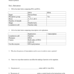 Review Sheet Together With Protein Synthesis Review Worksheet