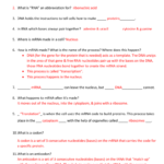 Review Sheet Unit 6 Quiz  2 Dnarna Transcription Or Transcription And Translation Worksheet Answer Key