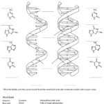 Rna And Dna Worksheet Coloring Page  Free Printable Coloring Pages And Dna Replication Coloring Worksheet