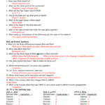 Rna And Protein Synthesis In Dna And Protein Synthesis Worksheet Answers