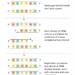 Schematic Of Watson And Crick's Basic Model Of Dna  Dna Base Or Dna Base Pairing Worksheet Answers