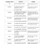 Science Food Chains Vocabulary Vocabulary Word And Food Chain Worksheet 5Th Grade