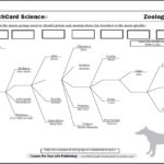 Scientific Classification Worksheet In Animal Classification Worksheet