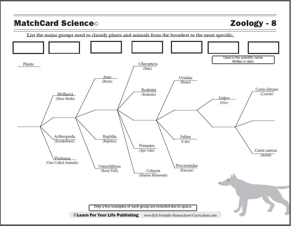 Scientific Classification Worksheet With Free Animal Classification Worksheets