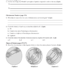 Section 11 4 Meiosis Answers  Best Sectional Inspiration Images In 2020 Or Biology Section 11 4 Meiosis Worksheet Answer Key