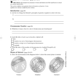 Section 11–4 Meiosis Inside Biology Section 11 4 Meiosis Worksheet Answer Key