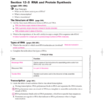 Section 12–3 Rna And Protein Synthesis Along With Worksheet On Dna Rna And Protein Synthesis Answer Sheet