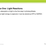 Section 2 Photosynthesis  Ppt Download Along With The Absorption Of Light By Photosynthetic Pigments Worksheet Answers