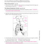 Section 37–3 The Respiratory System Pages 956–963 In Respiratory System Worksheet