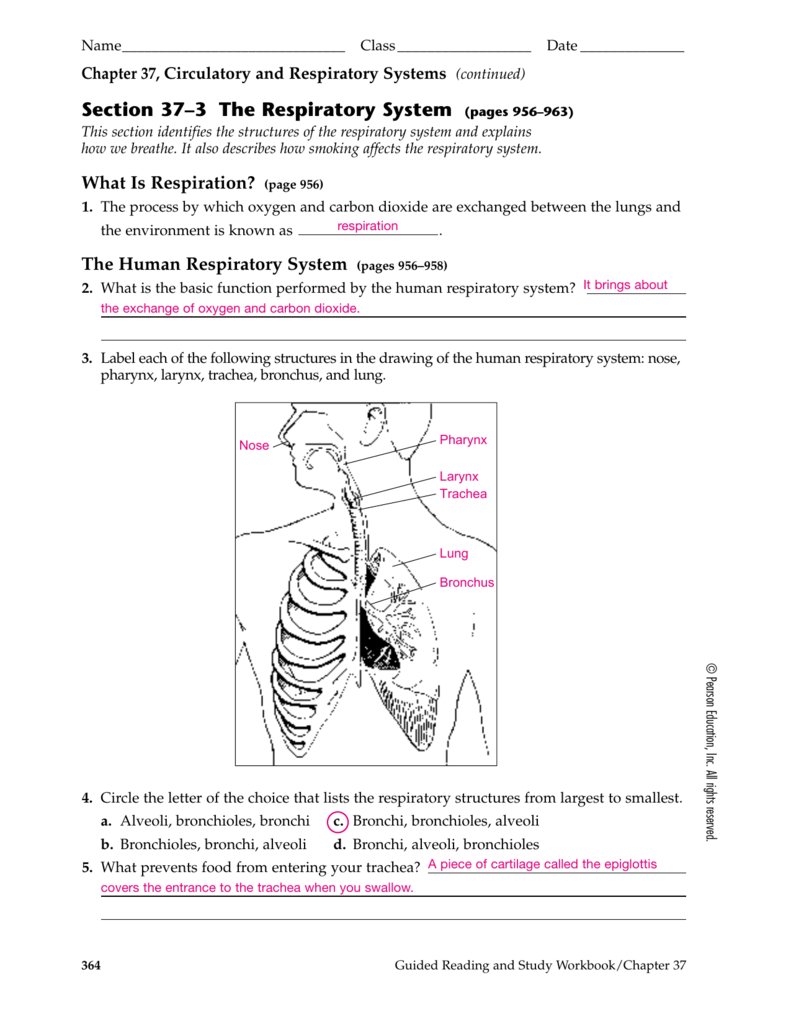 Section 37–3 The Respiratory System Pages 956–963 Together With Circulatory And Respiratory System Worksheet