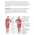 Section 463 Muscular System With Regard To Muscular System Worksheet Answers