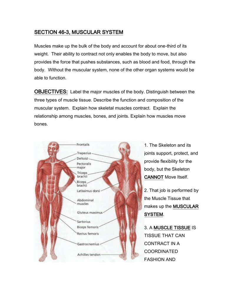 Section 463 Muscular System With Regard To Muscular System Worksheet Answers
