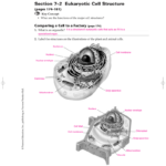 Section 7–2 Eukaryotic Cell Structure Together With 7 2 Cell Structure Worksheet Answer Key Biology
