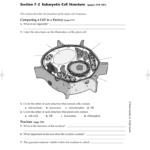 Section 7 2 Eukaryotic Cell Structure Worksheet Answers  Geotwitter Intended For 7 2 Cell Structure Worksheet Answers
