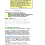 Section 73 Cell Boundaries Along With 7 3 Cell Transport Worksheet Answers