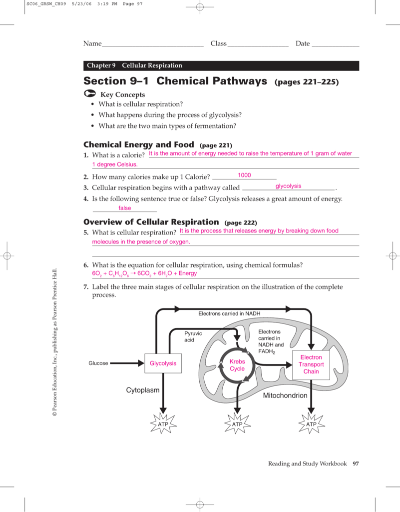 Section 9–1 Chemical Pathways  Holyoke Regarding Chapter 9 Review Worksheet Cellular Respiration