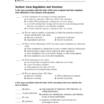 Section Gene Regulation And Structure Throughout Control Of Gene Expression In Prokaryotes Worksheet Answers