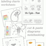 Seed To Plant Coloring  Worksheet  The Crafty Classroom Or Plant Life Cycle For Kindergarten Worksheet