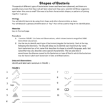 Shapes Of Bacteria Pertaining To Characteristics Of Bacteria Worksheet Answer Key
