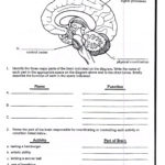 Sheep Brain Dissection Analysis Worksheet Answers  Briefencounters Together With Sheep Brain Dissection Analysis Worksheet Answers