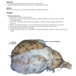 Sheep Brain Dissection As Well As Sheep Brain Dissection Worksheet