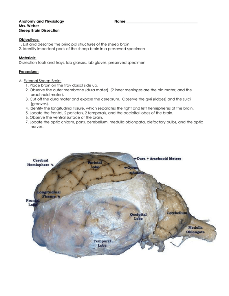 Sheep Brain Dissection As Well As Sheep Brain Dissection Worksheet