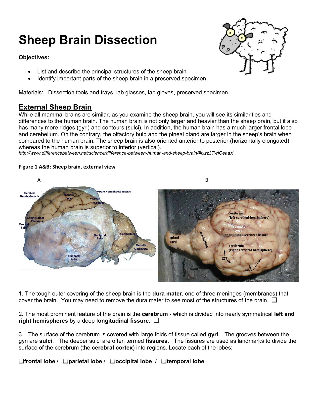 Sheep Brain Dissection In Sheep Brain Dissection Worksheet