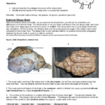 Sheep Brain Dissection Pertaining To Sheep Brain Dissection Analysis Worksheet Answers
