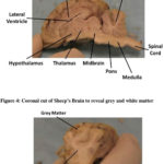Sheep Brain Dissection Picture Guide  Pdf And Sheep Brain Dissection Worksheet