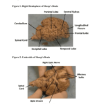 Sheep Brain Dissection Picture Guide Together With Sheep Brain Dissection Worksheet