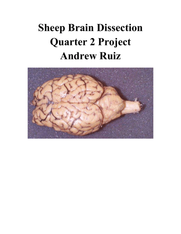 Sheep Brain Dissection Report inside Sheep Brain Dissection Worksheet