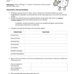 Sheep Brain Lab Dissection As Well As Sheep Brain Dissection Analysis Worksheet Answers