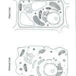 Simple Animal Cell Drawing At Paintingvalley  Explore For Animal Cell Worksheet Answer Key