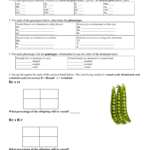 Simple Genetics Worksheet For Genetics Practice Problems Simple Worksheet