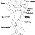 Skeletal And Muscular Systems Christian Homeschooling Lesson And Muscle Worksheets For Kids