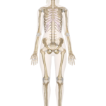 Skeletal System – Labeled Diagrams Of The Human Skeleton And The Framework Of The Body Worksheet Answers
