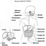 Sketch Of Human Digestive System At Paintingvalley  Explore Also The Human Digestive System Worksheet Answers