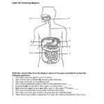 Sketch Of Human Digestive System At Paintingvalley  Explore In The Human Digestive Tract Worksheet Answers