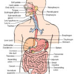 Sketch Of Human Digestive System At Paintingvalley  Explore Intended For Digestive System Worksheet Pdf