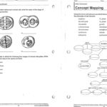 Skills Worksheet Concept Mapping Answers  Briefencounters Together With Skills Worksheet Concept Mapping