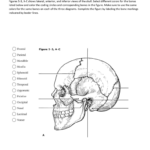 Skull Anatomy Coloring Sheet Together With Skull Labeling Worksheet