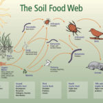 Soil Food Web  Nrcs Soils Intended For Food Web Worksheet Answers