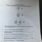 Solved 1 On Figure 121 Below Identify The Sister Chroma Also Cell Division Worksheet Answers