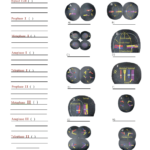 Solved Cells Alivemeiosis Phase Worksheet Match The Pi Within Phases Of Meiosis Worksheet